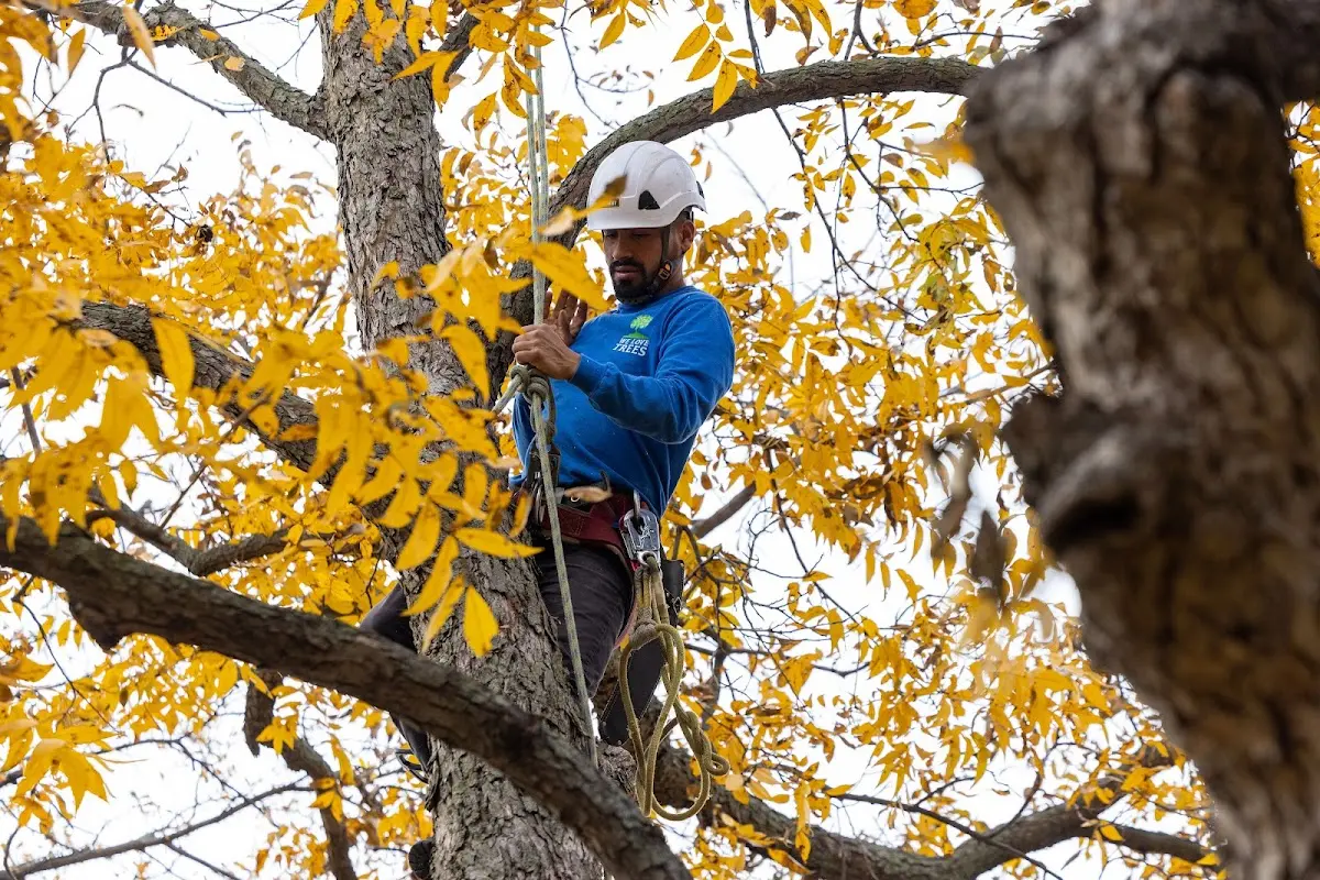 Skilled Tree Transplanting crew working in Fort Dick